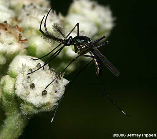 Elephant Mosquito (Toxorhynchites rutilus)
