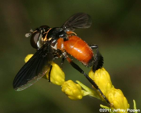 Feather-legged Fly (Trichopoda pennipes)