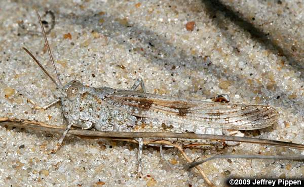 Seaside Grasshopper (Trimerotropis maritima)