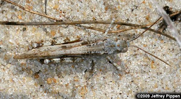 Seaside Grasshopper (Trimerotropis maritima)