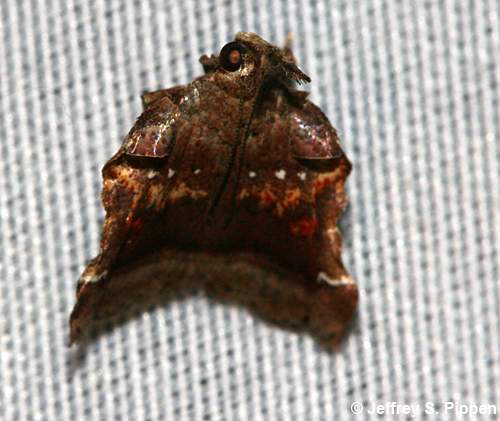 Trumpet Vine Moth (Clydonopteron sacculana)