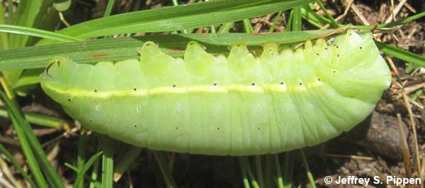 Tuliptree Moth (Callosamia angulifera) caterpillar