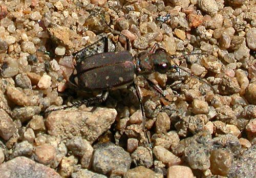 Twelve-spotted Tiger Beetle (Cicindela duodecimguttata)