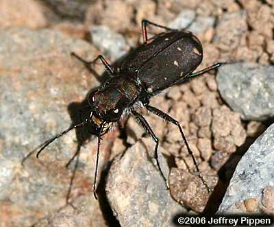 Twelve-spotted Tiger Beetle (Cicindela duodecimguttata)