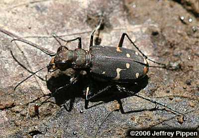 Twelve-spotted Tiger Beetle (Cicindela duodecimguttata)