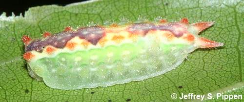 Two-tailed Slug Moth (Adoneta bicaudata)