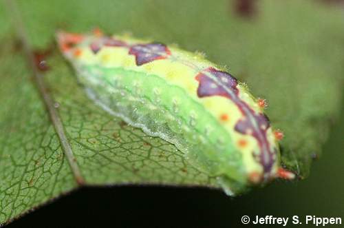 Two-tailed Slug Moth (Adoneta bicaudata)