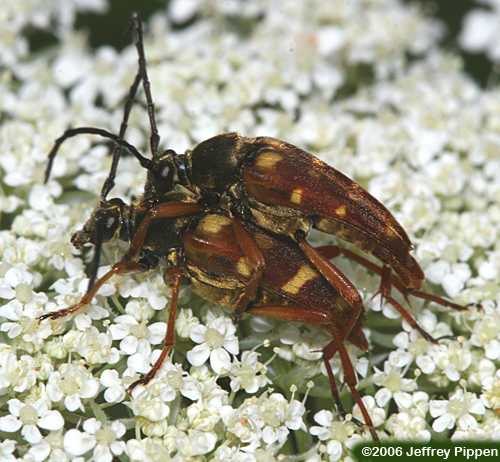 Longhorn Flower Beetles (Typocerus spp.)