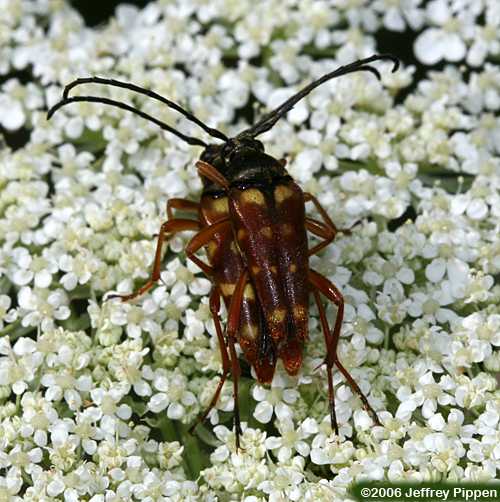 Longhorn Flower Beetles (Typocerus spp.)