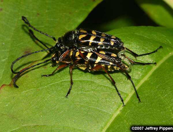 Longhorn Flower Beetles (Typocerus spp.)