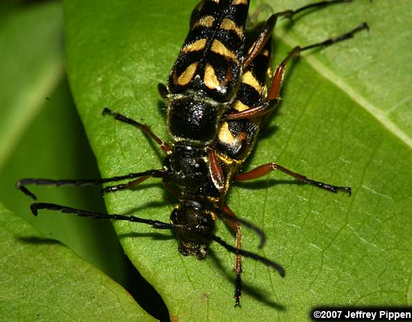 Longhorn Flower Beetles (Typocerus spp.)