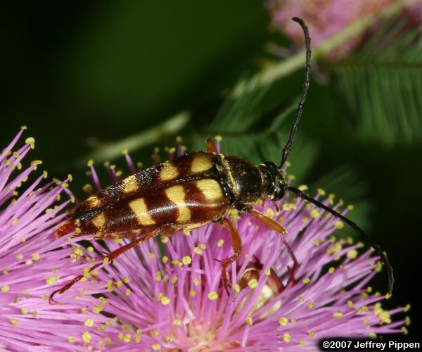 Longhorn Flower Beetles (Typocerus spp.)