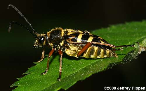 Longhorn Flower Beetles (Typocerus spp.)