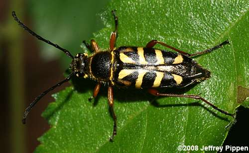 Longhorn Flower Beetles (Typocerus spp.)
