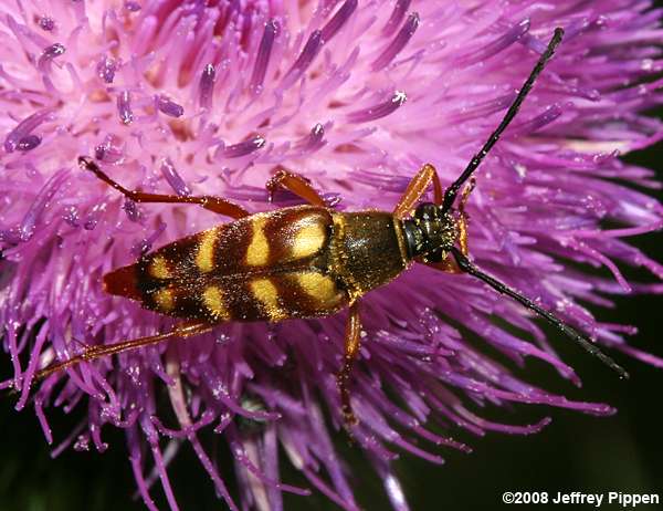 Longhorn Flower Beetles (Typocerus spp.)