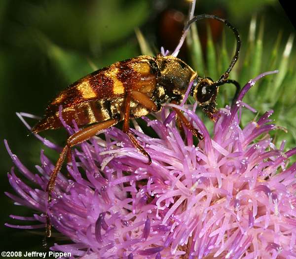 Longhorn Flower Beetles (Typocerus spp.)