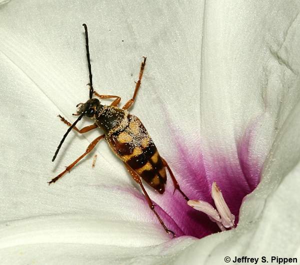 Longhorn Flower Beetles (Typocerus spp.)