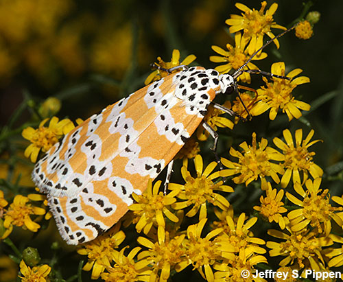 Ornate Bella Moth (Utetheisa ornatrix)