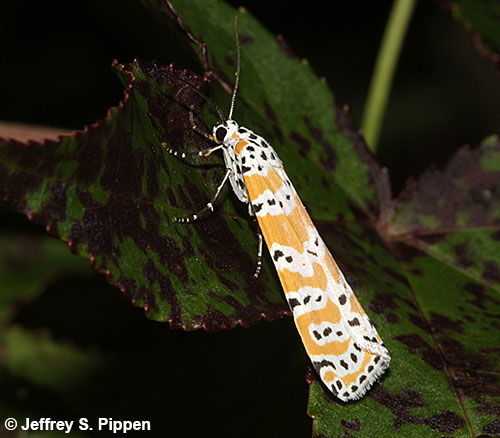 Ornate Bella Moth (Utetheisa ornatrix)