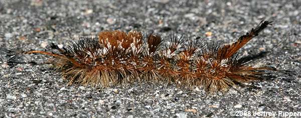 Variable Tussuck Moth (Dasychira vagans)