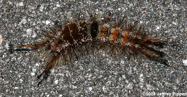 Variable Tussuck Moth (Dasychira vagans)