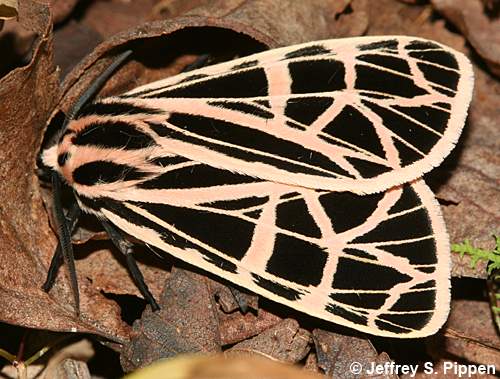 Virgin Tiger Moth (Grammia virgo)