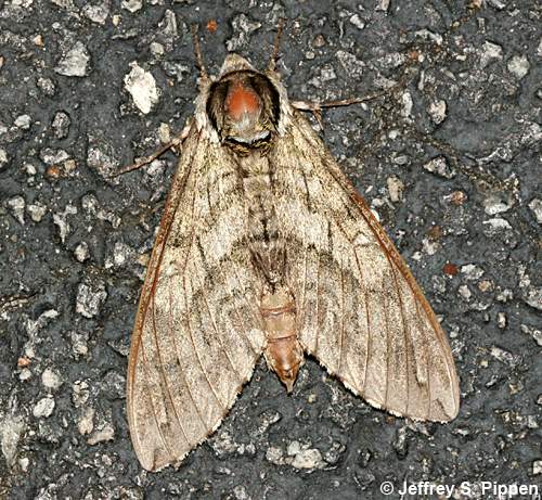 Waved Sphinx (Ceratomia undulosa)