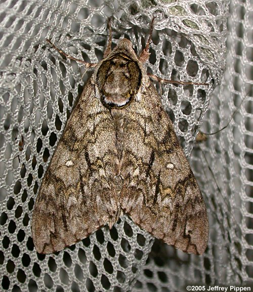Waved Sphinx (Ceratomia undulosa)