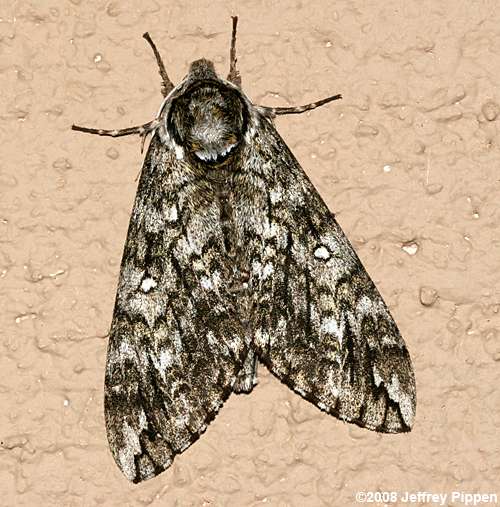 Waved Sphinx (Ceratomia undulosa)