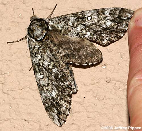 Waved Sphinx (Ceratomia undulosa)