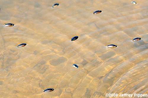 Whirligig Beetle (Dineutus sp.)
