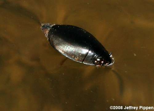 Whirligig Beetle (Dineutus sp.)