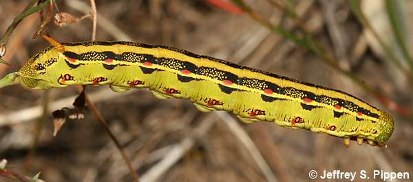 White-lined Sphinx (Hyles lineata)