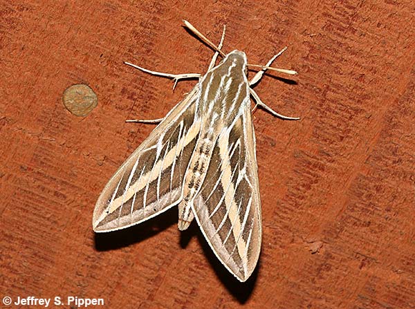 White-lined Sphinx (Hyles lineata)