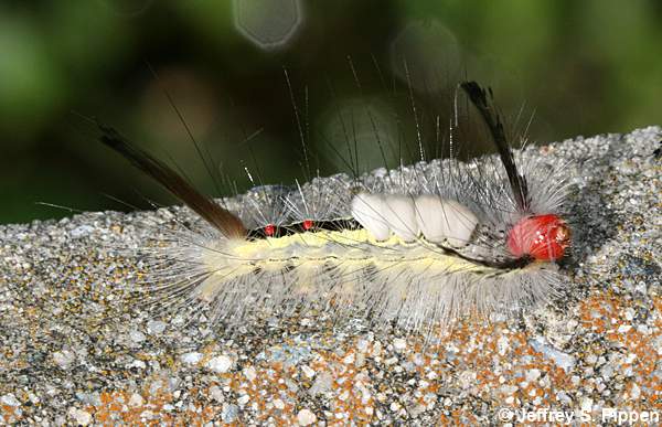 White-marked Tussock Moth caterpillar (Orgyia leucostigma)