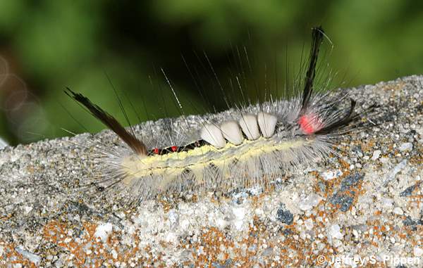 White-marked Tussock Moth caterpillar (Orgyia leucostigma)