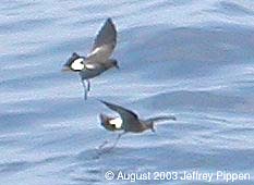 Wilson's Storm-Petrels