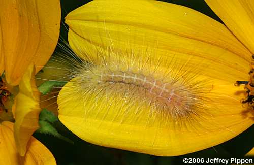 Yellow Bear Caterpillar, Virginian Tiger Moth (Spilosoma virginica)