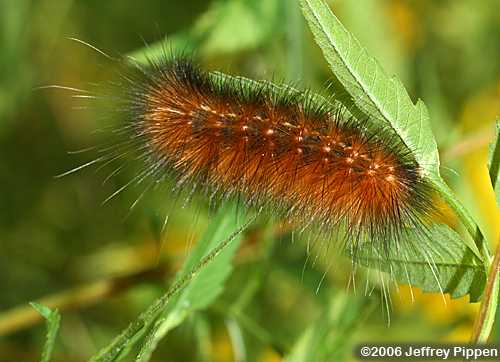 Yellow Bear Caterpillar, Virginian Tiger Moth (Spilosoma virginica)