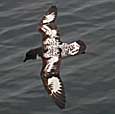 Cape Petrel