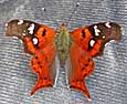 Hypanartia sp.