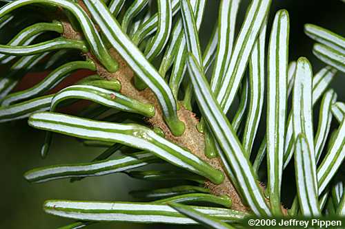 Fraser Fir (Abies fraseri)