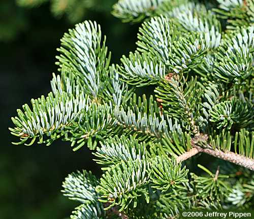 Fraser Fir (Abies fraseri)