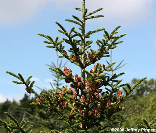 Fraser Fir (Abies fraseri)