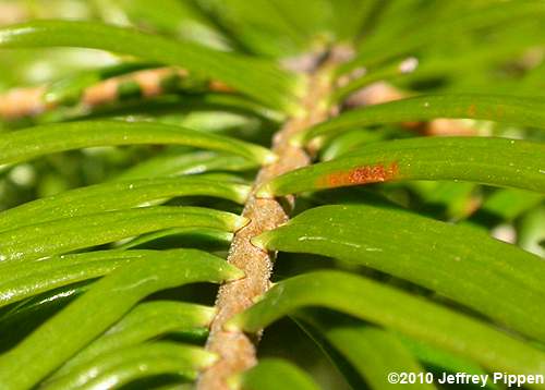Grand Fir (Abies grandis)