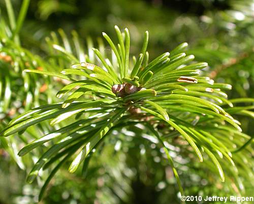 Grand Fir (Abies grandis)