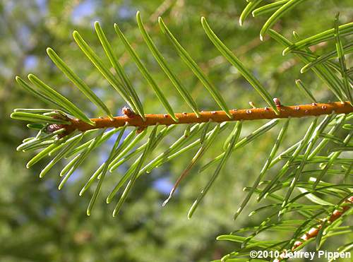 Grand Fir (Abies grandis)