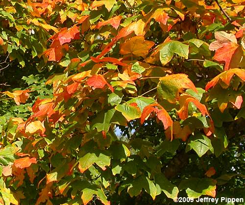 Florida Maple, Southern Sugar Maple (Acer barbatum)