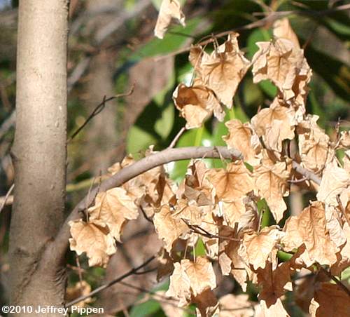 Florida Maple, Southern Sugar Maple (Acer barbatum)