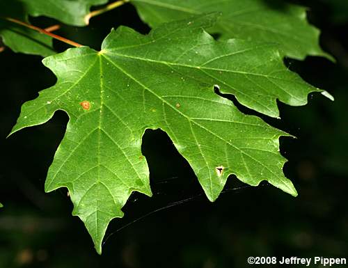 Chalk Maple(Acer leucoderme)